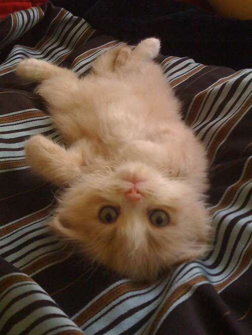 Awesome Cat Pictures