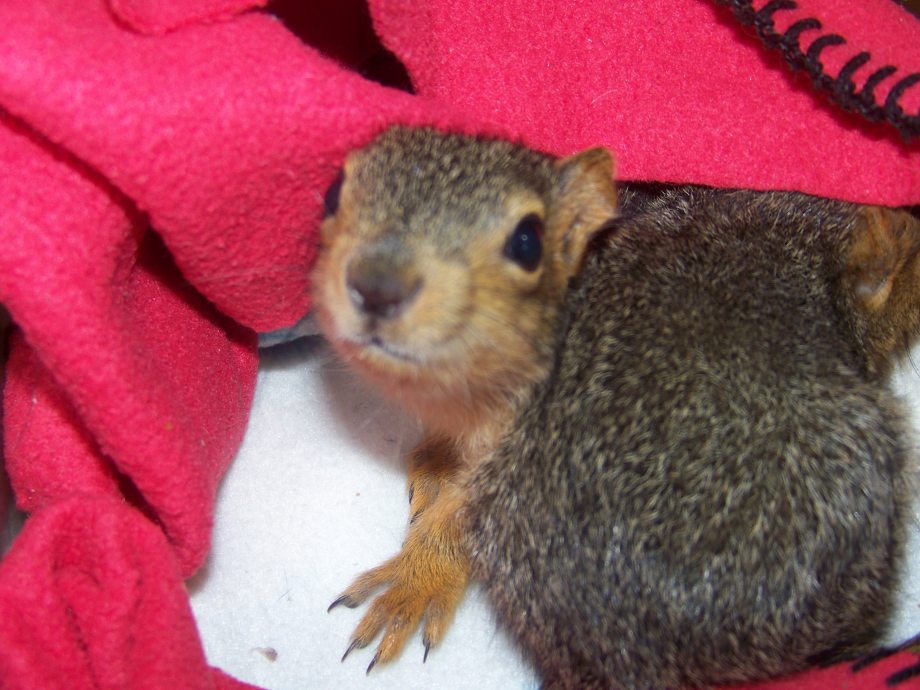 chivette rescues two baby squirrels
