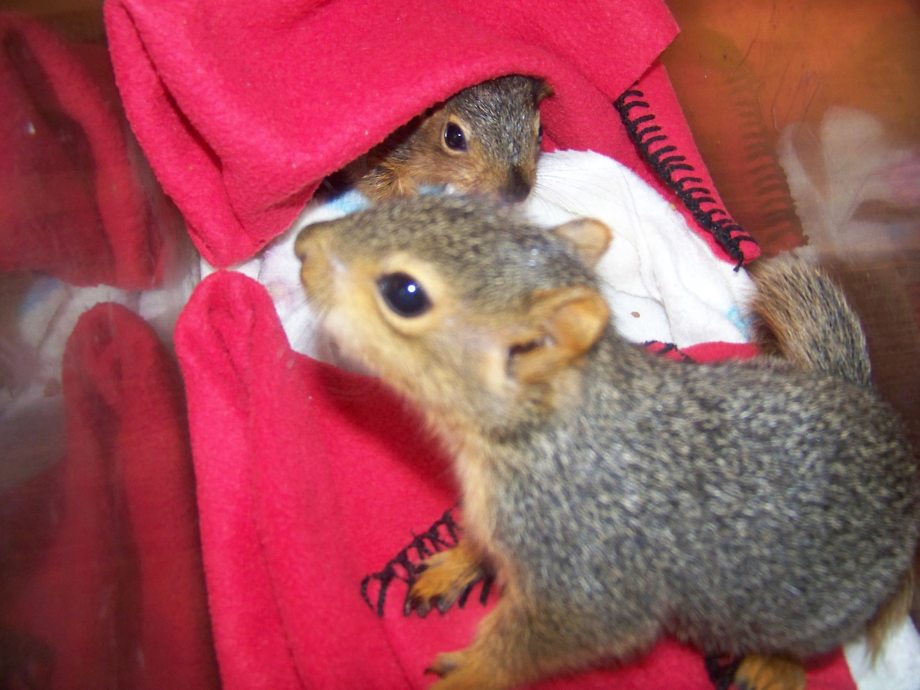 chivette rescues two baby squirrels