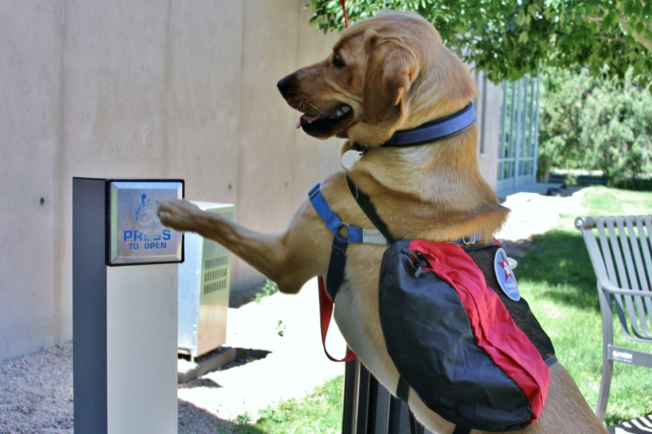 Rescue Dogs Trained To Help Soldiers With PTSD (21 HQ Photos)