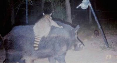 Funny animal pictures caught by trail cameras