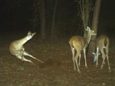 Funny animal pictures caught by trail cameras