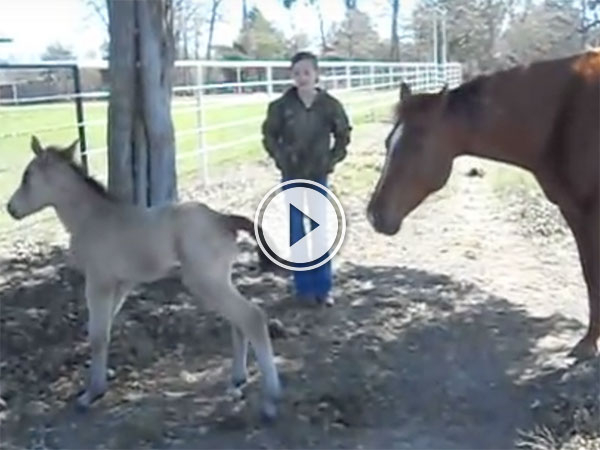 Foal sneezes and falls over (Video)