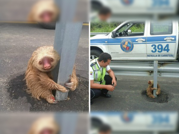Cops rescue a spooked little sloth -- adorable ensues