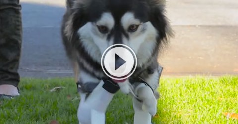 Dog uses prothetic legs for the first time (Video)