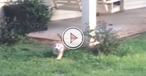 A Husky puppy falling into a hole (Video)