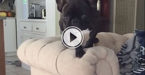 French Bulldog collides with other dog (Video)