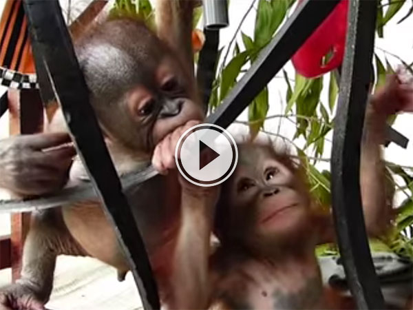 Baby orangutans meet (Video)