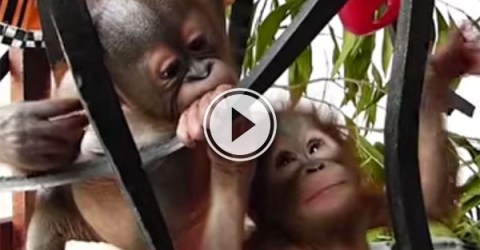 Baby orangutans meet (Video)