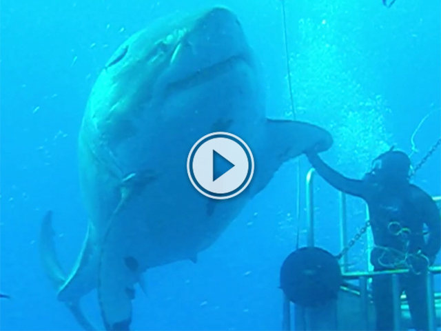 the-largest-great-white-ever-caught-on-video