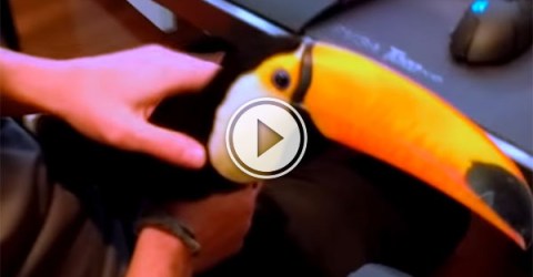 Toucan acts and is treated like a household pet (Video)