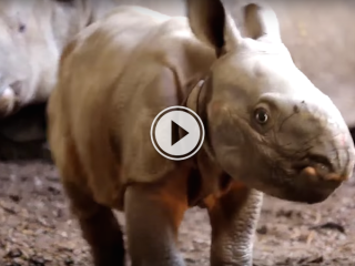 Toronto's got a new baby rhino, and now I think I want one! (Video)