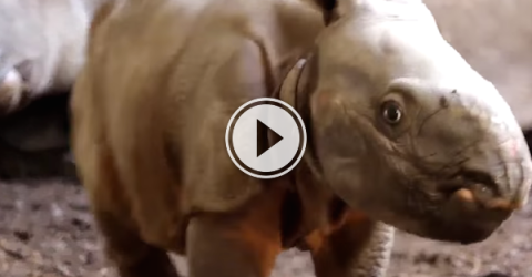 Toronto's got a new baby rhino, and now I think I want one! (Video)