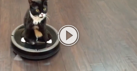 Cute 2 legged cat trades in his wheels for better ones (Video)
