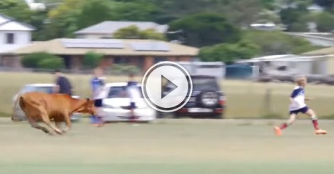 Cow runs on the pitch and it doesn't go well
