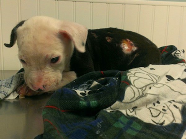 Puppy rescued from a fire becomes a firefighter