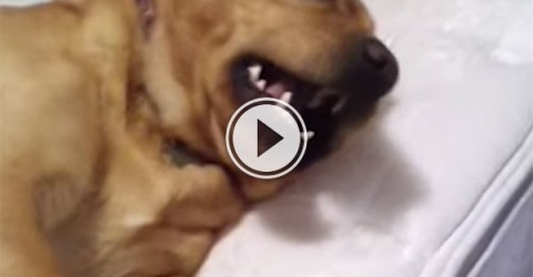 This dog really doesn't wanna wake up (Video)
