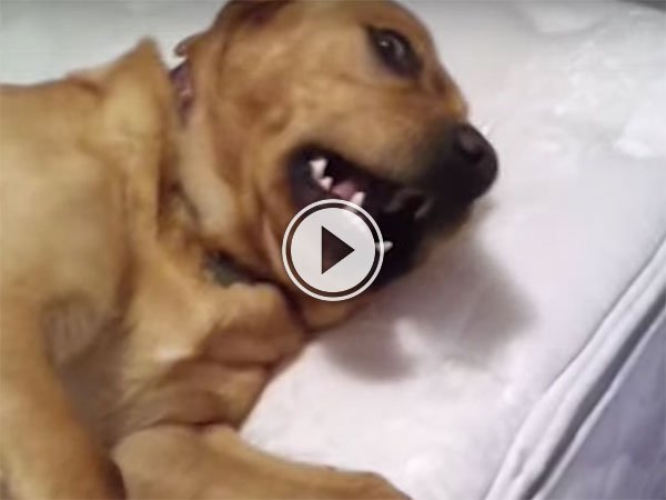 This dog really doesn't wanna wake up (Video)