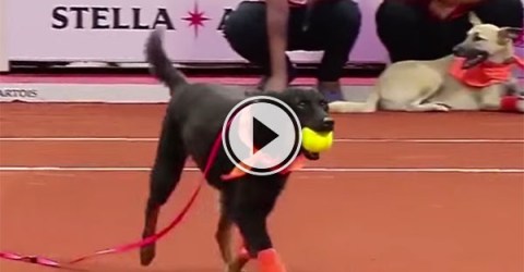 Street dogs as 'ball boys' in tennis match (Video)