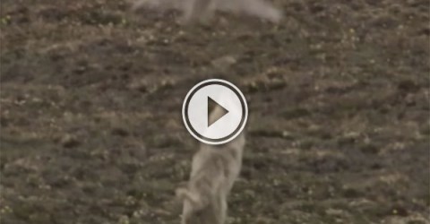 Owl fights back against wolves (Video)
