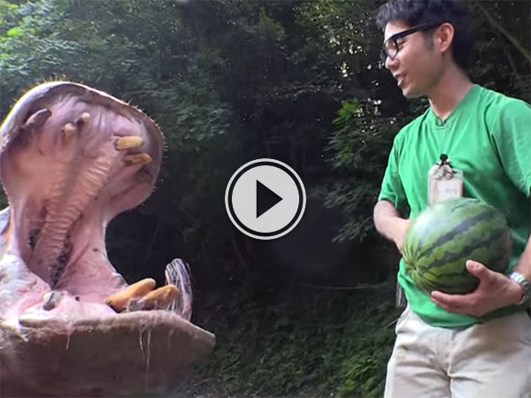 Hippos eat watermelons in Japanese zoo (Video)