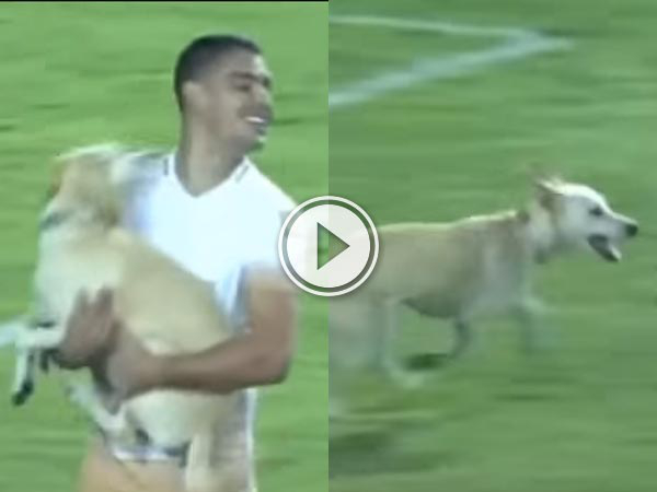 Ecstastic Dog runs onto the pitch during a game (Video)