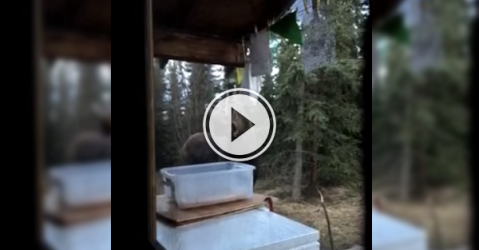 A Moose and some chimes make some magical 'moose-ic!' (Video)