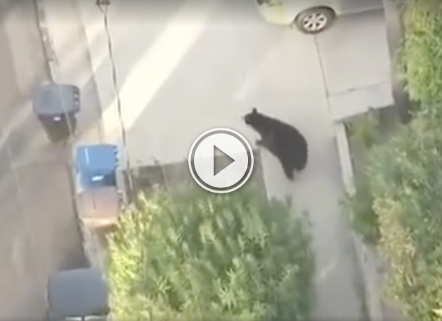 Dude is texting and walking, when suddenly a bear appears! (Video)