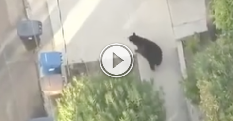Dude is texting and walking, when suddenly a bear appears! (Video)
