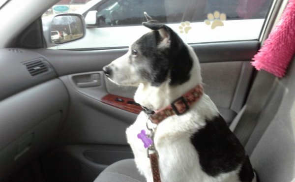 A black and white mutt inside a car, looking out of the window