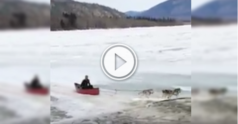 Nothing like a dog powered canoe to get you to work! (Video)