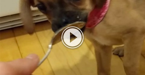 A brown pup with a pink dog collar licks on a steel spoon!