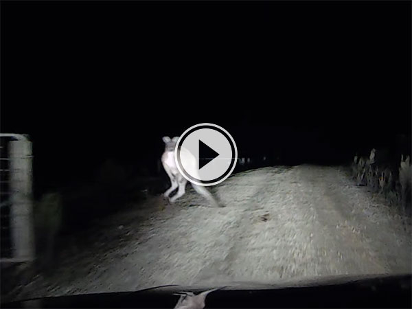 Kangaroo attacks car in Australia (Video)