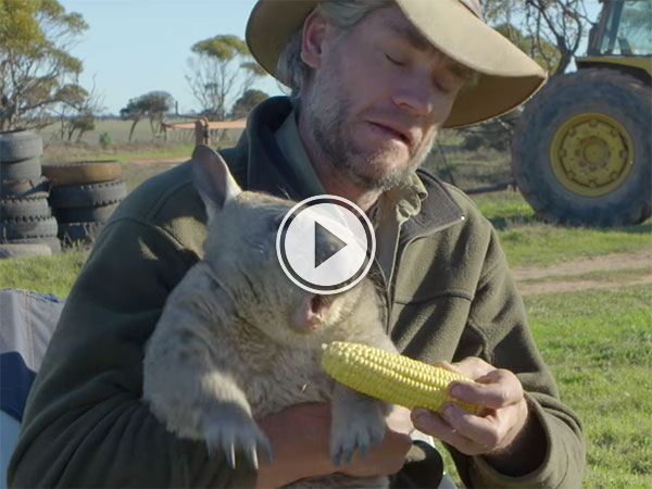 Wombat farts and eats corn on the cob like a boss (Video)