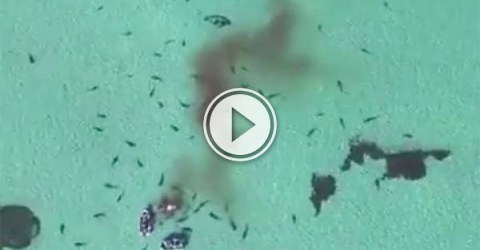 Tiger Shark Feeding Frenzy (Video)
