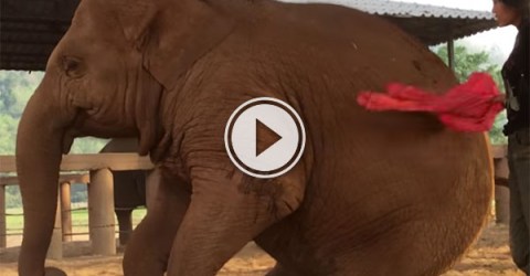 Elephant falls asleep after Lullaby (Video)