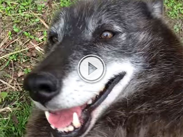 A closeup of a terrifying looking animal that looks like a bear