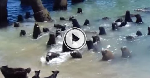 Operation Sea Lion in full effect (Video)