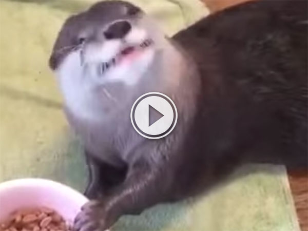 Otter Hand Feeds Itself in Strange Manner (Video)