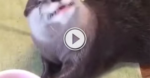 Otter Hand Feeds Itself in Strange Manner (Video)