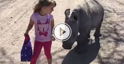Cute little girl takes cute little rhino for a walk (Video)
