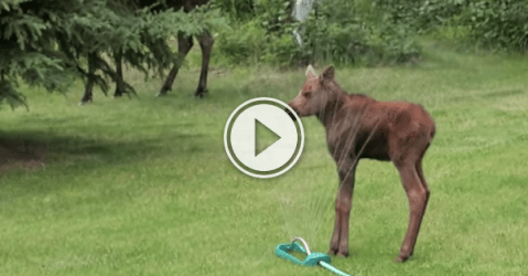 Baby Moose has an epic fail while sprinkler running! (Video)