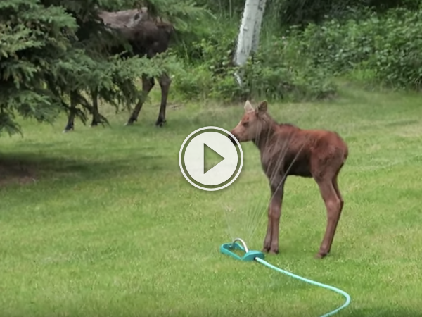 This Moose Vs Sprinkler Fail Is Too Cute To Watch Video This Moose Vs Sprinkler Fail Is Too Cute To Watch Video