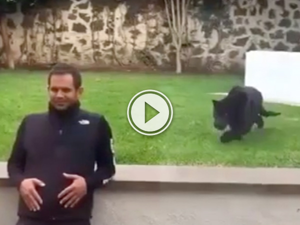 The big black cat walks stealthily before pouncing on the man (video)