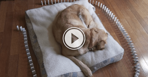Waking he dog up sometimes involved dominoes (Video)
