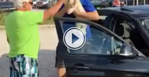 I would have broken more than just a window to save this dog! (Video)
