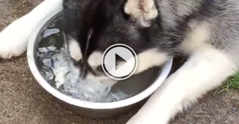 funny Siberian husky trying to drink bubbles.(video)