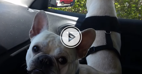 Two french bull dogs are really excited while moving to a park in car (Video)