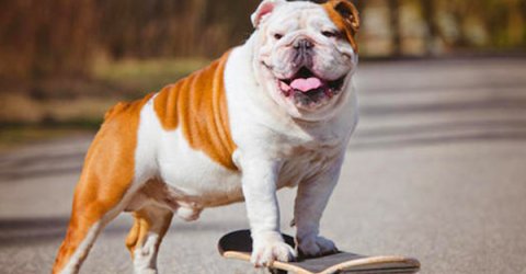 Brown and white mutt looking happy standing on a skateboard.
