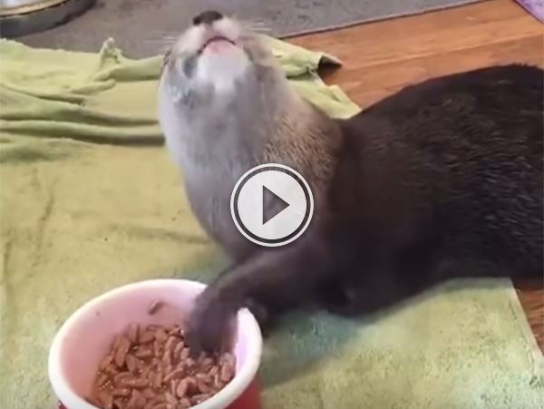 A beaver with its paw in a food bowl looks up!